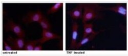RelA/NFkB p65, p Ser276 Antibody, Novus Biologicals:Antibodies:Primary